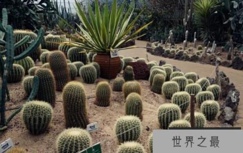 仙人掌有叶子吗，叶子已退化成了小刺（图2）