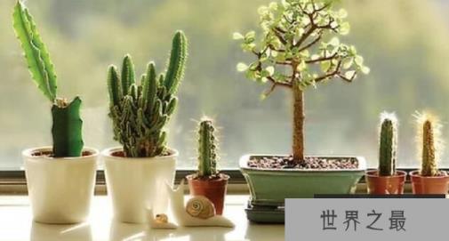 仙人掌有叶子吗，叶子已退化成了小刺（图4）