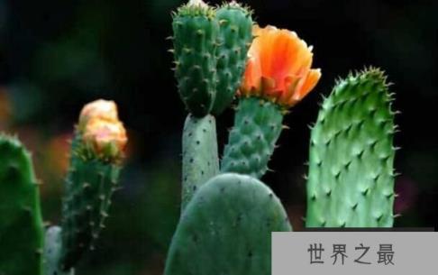 仙人掌会开花吗,开不开花全在你怎么养(图2)
