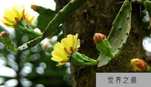 仙人掌会开花吗,开不开花全在你怎么养(图3)