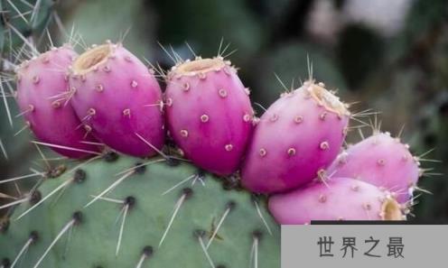 仙人掌会结果吗？仙人掌多久结果？（图1）