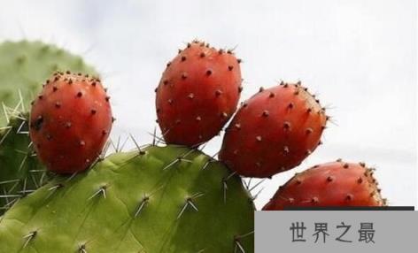 仙人掌会结果吗？仙人掌多久结果？（图2）