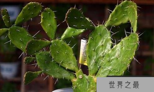 仙人掌会结果吗？仙人掌多久结果？（图3）