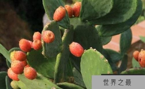 仙人掌会结果吗？仙人掌多久结果？（图4）