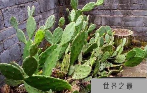 仙人掌有毒吗，仙人掌的刺有毒吗？（图1）