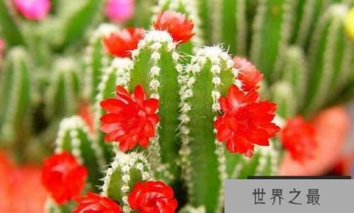 仙人掌的种类有哪些，仙人掌常见种类介绍（图2）