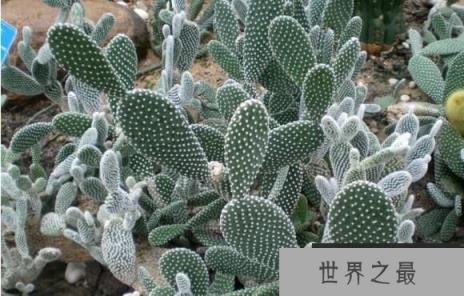 仙人掌的种类有哪些，仙人掌常见种类介绍（图3）