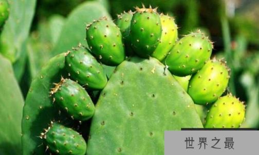 仙人掌的果实能吃吗，食用型仙人掌但吃无妨（图1）