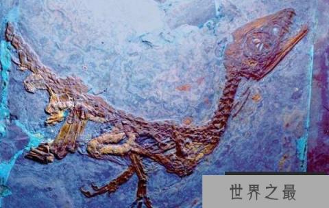 棒爪龙:意大利小型食肉恐龙,体长达2米(白垩纪恐龙)