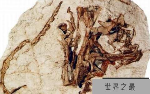 窦鼻龙:辽宁小型杂食性恐龙(长1米/距今1.3亿年)