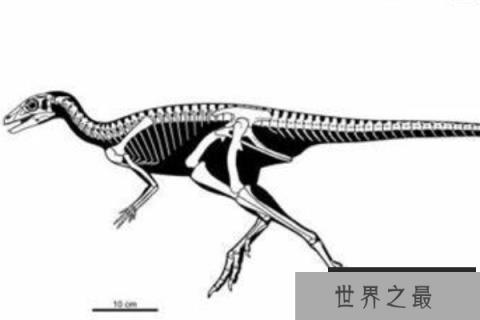 始奔龙:原始鸟臀目恐龙,身体1米,恐龙中的奔跑高手