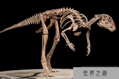 始奔龙:原始鸟臀目恐龙,身体1米,恐龙中的奔跑高手