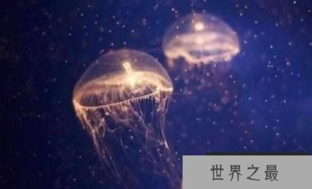 灯塔水母会不会永生，灯塔水母返老还童的真相揭秘