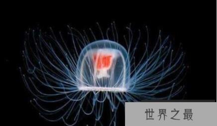 灯塔水母会不会永生，灯塔水母返老还童的真相揭秘