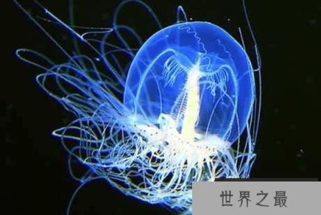 灯塔水母会不会永生，灯塔水母返老还童的真相揭秘