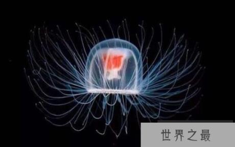 灯塔水母会不会永生，灯塔水母返老还童的真相揭秘