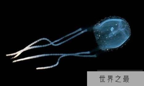 世界上最小的水母：伊鲁坎吉水母，比指甲盖小有剧毒