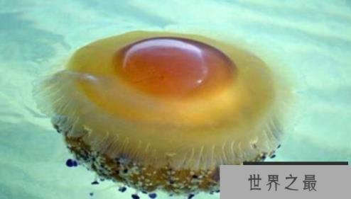 蛋黄水母是什么水母，蛋黄水母有没有毒