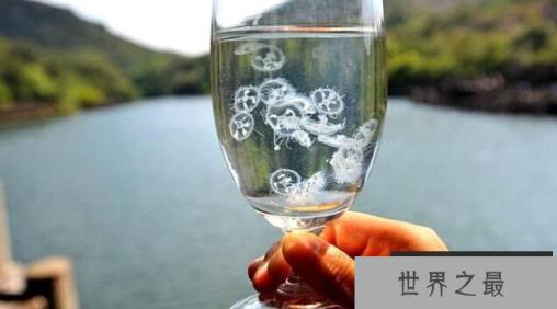 桃花水母是什么水母，桃花水母为什么是“活化石”