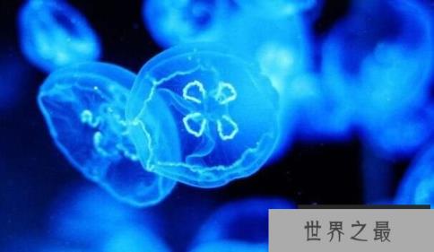 桃花水母是什么水母，桃花水母为什么是“活化石”