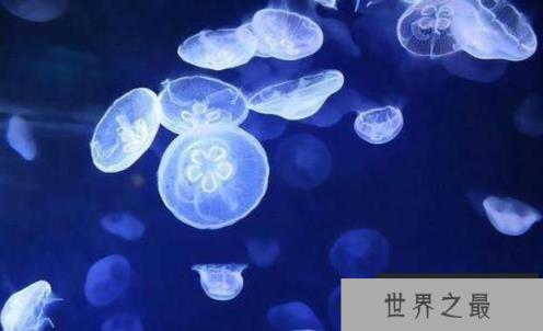 桃花水母是什么水母，桃花水母为什么是“活化石”