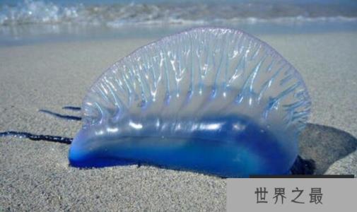 僧帽水母是什么水母,僧帽水母有没有毒