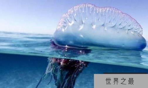 僧帽水母是什么水母,僧帽水母有没有毒