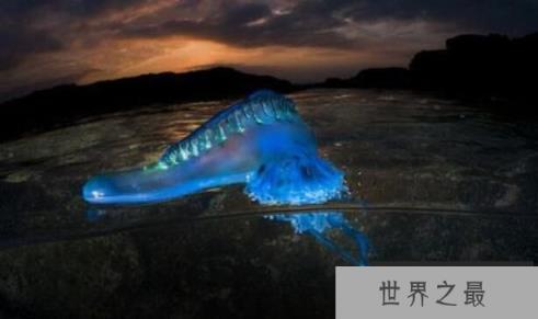 僧帽水母是什么水母,僧帽水母有没有毒