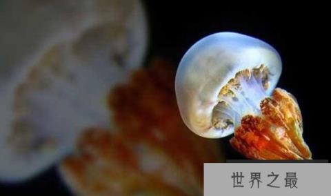 海蜇是水母吗，海蜇和水母有什么区别