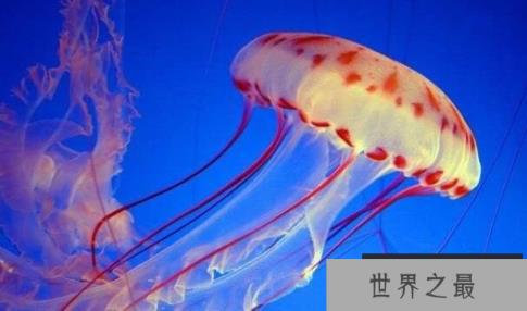 海蜇是水母吗，海蜇和水母有什么区别