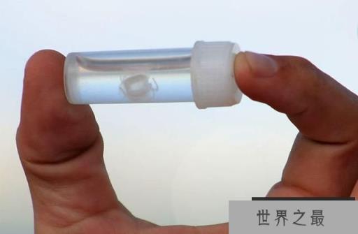 世界上最小的水母：伊鲁坎吉水母，小指甲盖大小，外号隐形海妖