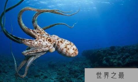 世界章鱼盘点：蓝环章鱼毒性最强，小飞象章鱼最萌最可爱
