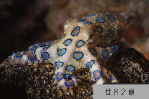 海底致命生物蓝环章鱼，一只蓝环章鱼能毒死26人(图1)