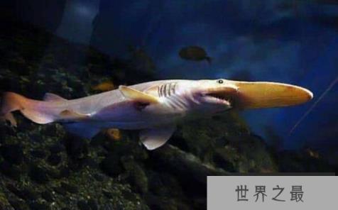 性子很烈的剑吻鲨是否灭绝，世界上这些地方存在剑吻鲨