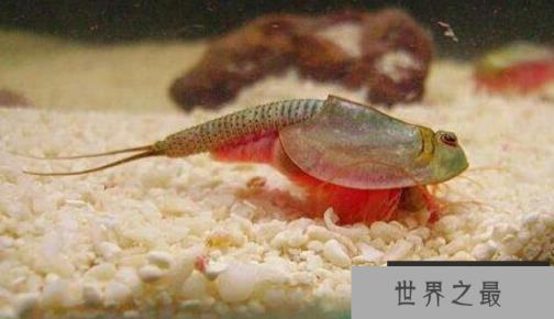 探秘恐龙虾，只能养着，千万不可把它当做美食