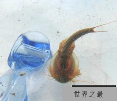 探秘恐龙虾，只能养着，千万不可把它当做美食
