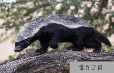 平头哥蜜獾吃什么，遇到天敌的蜜獾处理方式很特别