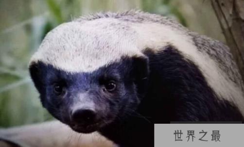 平头哥蜜獾吃什么，遇到天敌的蜜獾处理方式很特别