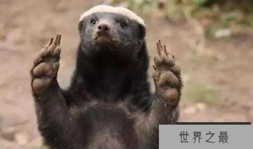 平头哥蜜獾吃什么，遇到天敌的蜜獾处理方式很特别