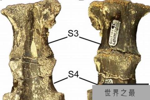 原赖式龙：一种禽龙类植食恐龙(大头龙/头占身体六分之一)