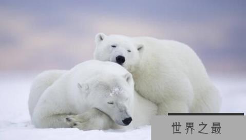 北极熊没有陆地能活吗，北极熊只能生活在冰上吗