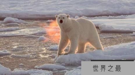 北极熊在远离陆地的地方能生活吗？