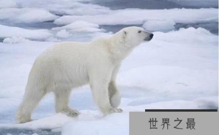 北极熊在远离陆地的地方能生活吗？