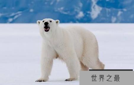 北极熊用什么来导航，大鼻子是导航利器