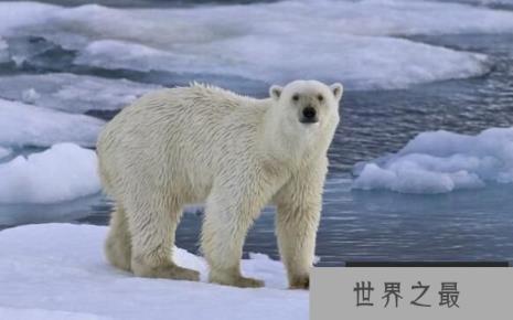 北极熊用什么来导航，大鼻子是导航利器