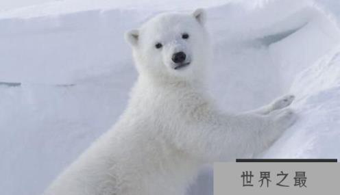 北极熊离不开海冰，却可以不需要陆地