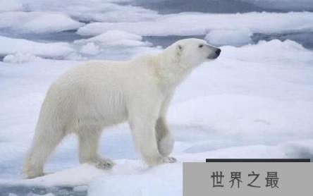 北极熊离不开海冰，却可以不需要陆地