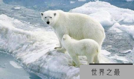 北极熊离不开海冰，却可以不需要陆地