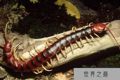 蜈蚣有多少只脚，什么蜈蚣的腿最多