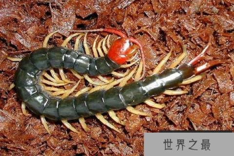 蜈蚣有多少只脚，什么蜈蚣的腿最多